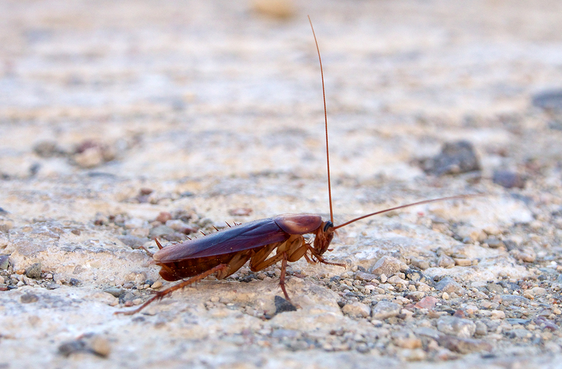 Ejemplar de cucaracha americana. Foto: Sputniktilt / Wikimedia Commons